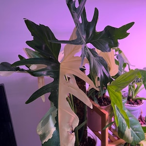 Josue added a photo of their purchase