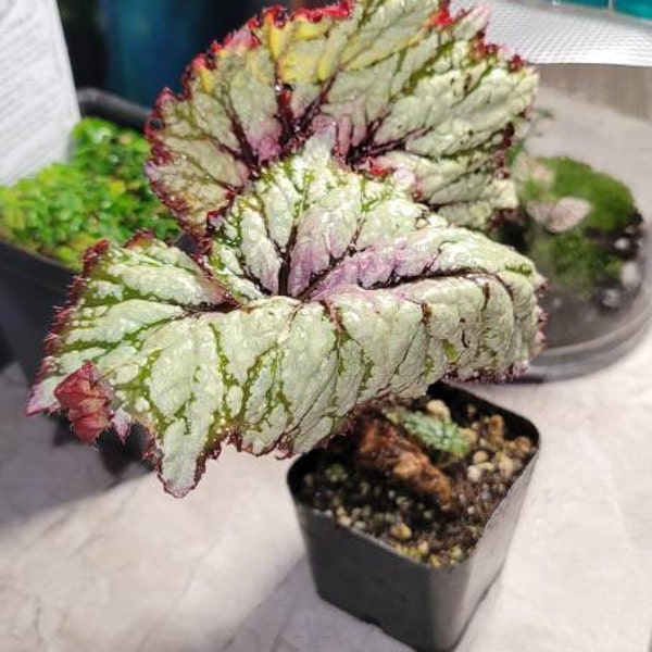 Rex Raptor Blush Rex Begonia 'royal Blush' - Etsy