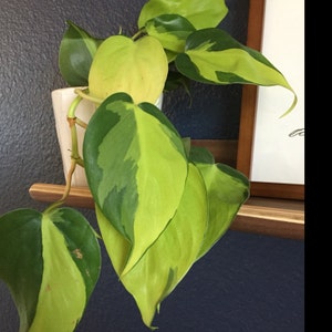 Caitlyn Manger added a photo of their purchase