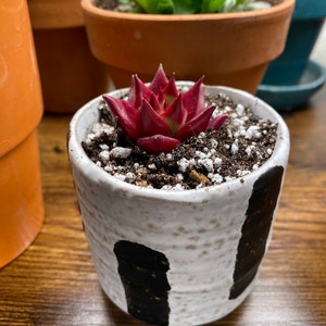 Ariana added a photo of their purchase