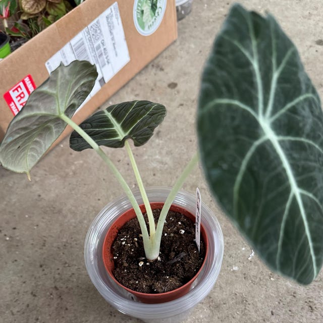 Alocasia Ninja - Black Plants - Tropical Houseplant - Live Plant