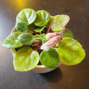 Cary a ajouté une photo de son achat