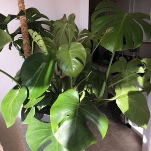 Rachel added a photo of their purchase