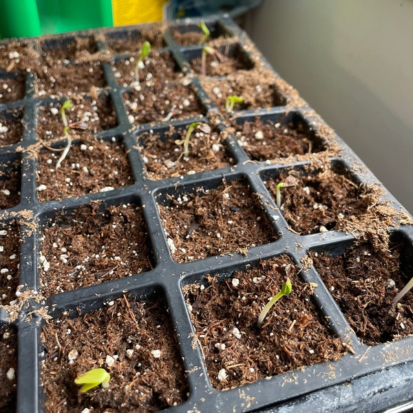 Seekay Rhubarbe - Glaskins Perpétuelle Min 150 Graines - 150 Seeds