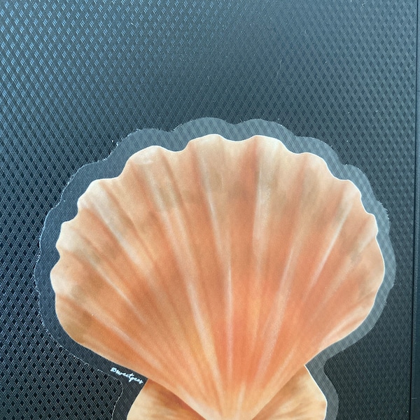 Shark Tooth Fossil Guide, Shark Tooth Reference Guide, Beach Guide