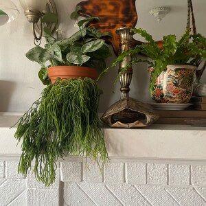 Dwarf Cast Iron Plant Tiny Tank Aspidistra elatior Shade ...
