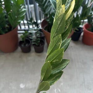 多彩な ZZ プラント、ザミオクルカス ザミイフォリア、珍しい屋内植物