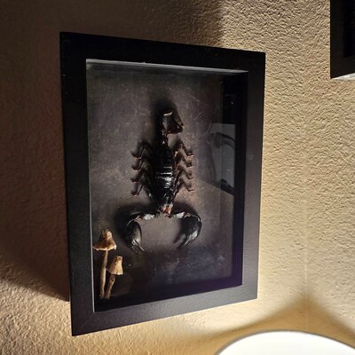 Brahmaea Tancrei Owl Moth Taxidermy - Framed Entomology Display With UV Glass