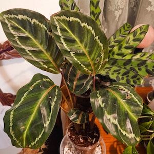 calathea orbifolia pflege Calathea Orbifolia und sein Topf main image 0