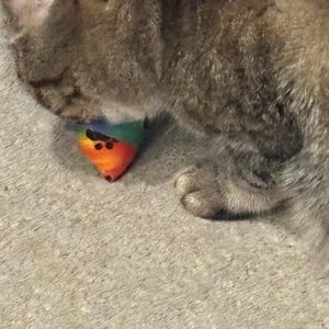 Meredith added a photo of their purchase
