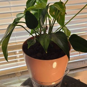 sharon added a photo of their purchase