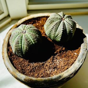 4pcs 3-4cm Succulent Cactus Live plant Euphorbia obesa plants Home Garden  Plant