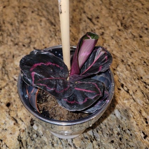 Acquirente Etsy ha aggiunto una foto del proprio acquisto