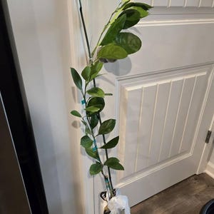 Yoyo added a photo of their purchase
