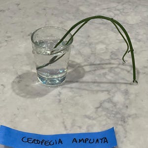 RARE Ceropegia Ampliata (Bushman’s Pipe) - one stem cutting rooted or unrooted or established plant