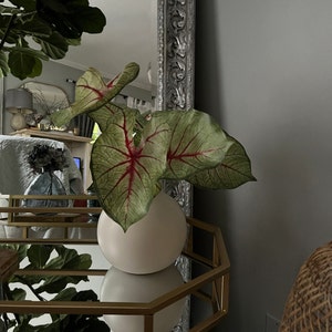 Faux Calathea Orbifolia Turtle Leaf With Roots Artificial - Etsy