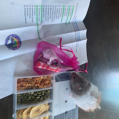 Hamster Treat Bundles - Etsy