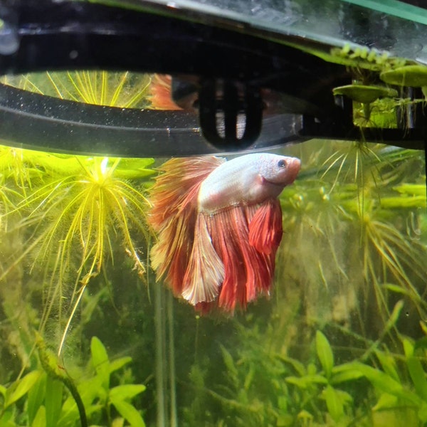 Lock-in-place System for Fish Tank Portals and Feeding Rings - Aquarium ...