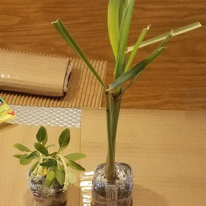 Alisa added a photo of their purchase