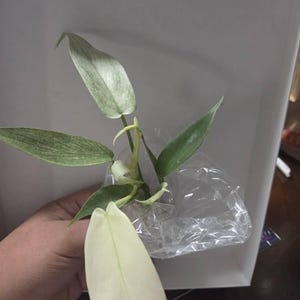 Yessenia added a photo of their purchase