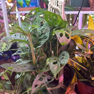 Addison added a photo of their purchase