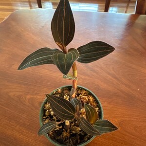Hoya Krinkle 8 Albomarginata – Variegated Wax Plant – 4” Pot - Etsy