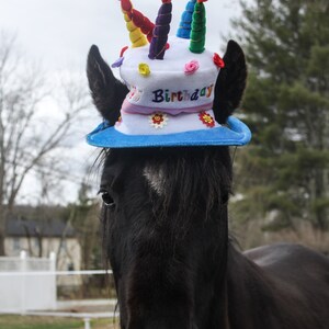 Birthday Hat for Horse or Pony with Candles Soft Equine | Etsy