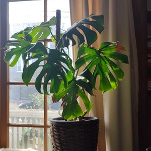 Connie added a photo of their purchase
