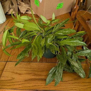 Sarah added a photo of their purchase