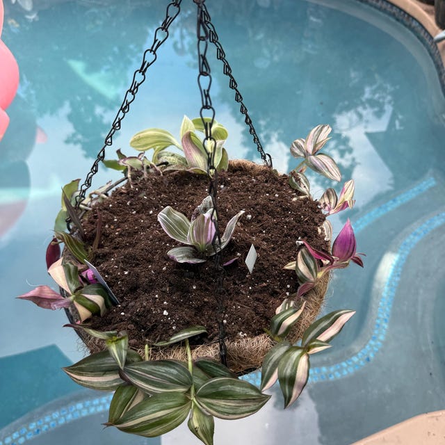 konect 鉢　DragonTail Redilla's Dragon Tail | Callisia Soconuscensis | Tradescantia