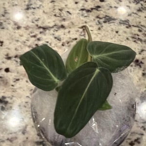 Meghan added a photo of their purchase