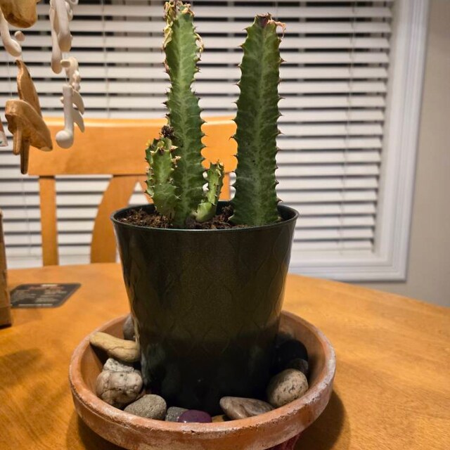 Euphorbia Trigona 'african Milk Tree' Cactus - Etsy