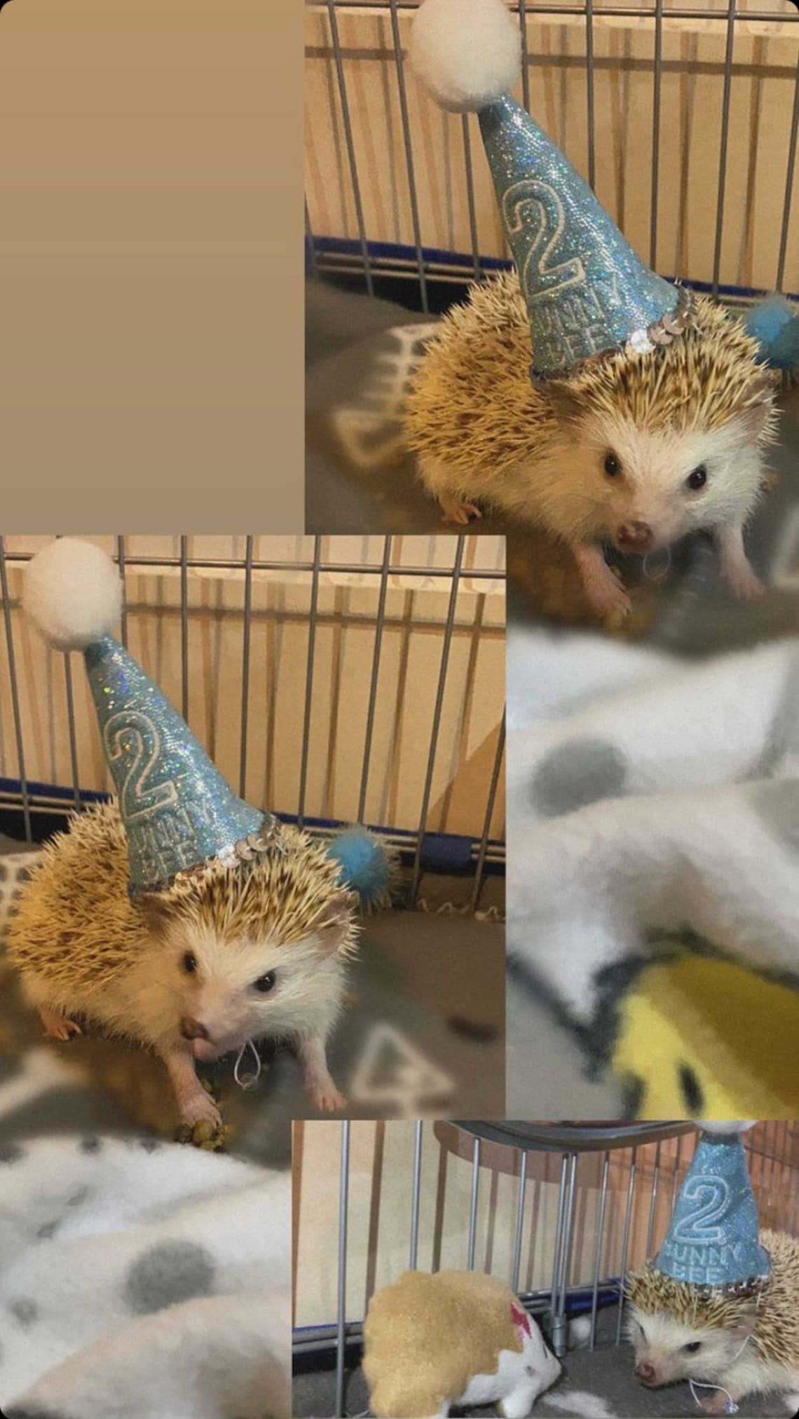 Customer photo of a pet with the First Birthday hat and matching tie or bow