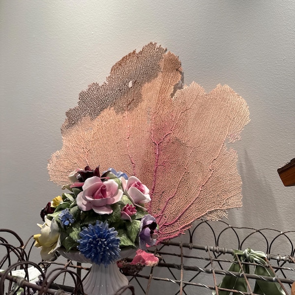 X-large Precious Wentletrap 1.75-2.25