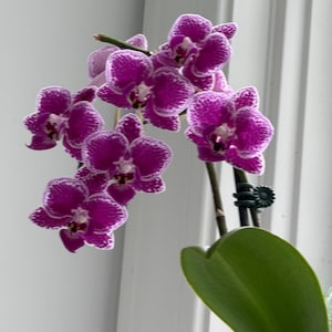 Lorraine added a photo of their purchase