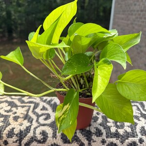 Leela added a photo of their purchase