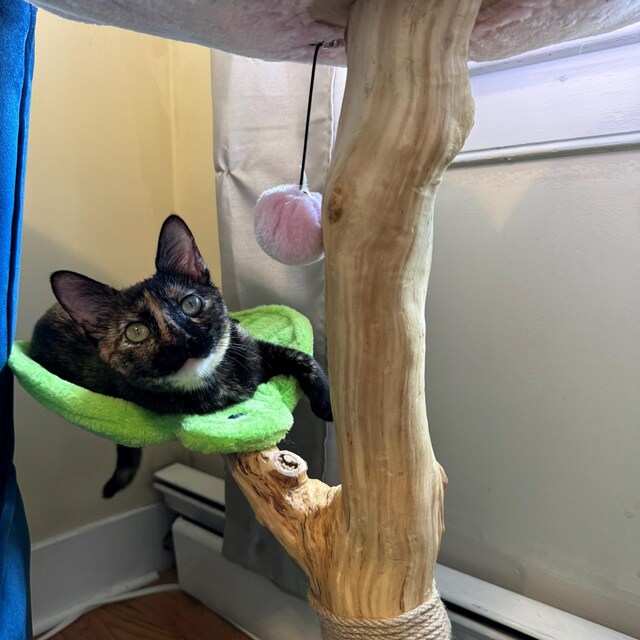 Cat Shelves Home Depot Diy Cat Tree Foobrues Modern Wood Cat Tree