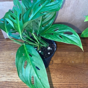 Tessa added a photo of their purchase