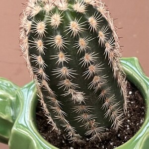 Black Lace Cactus, Echinocereus Reichenbachii Var. Albertii, Fully ...