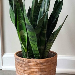 monstera pothos Monstera Adansonii Swiss cheese Hanging Basket