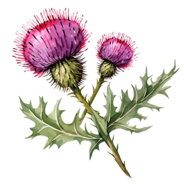 Solar Rishi Activation - Etsy