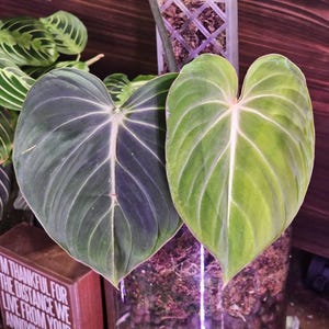 Jennifer added a photo of their purchase