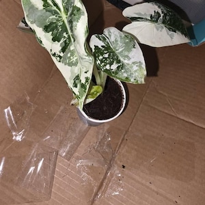 John added a photo of their purchase