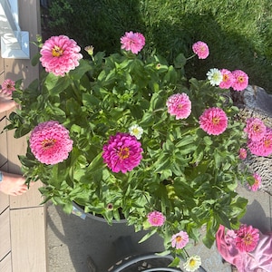 ruthie added a photo of their purchase