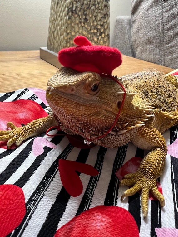 Customer photo of a pet with the Mini Beret for Small Pets