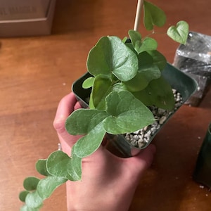 Rachel added a photo of their purchase