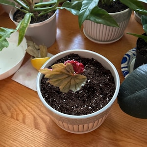 Galina added a photo of their purchase