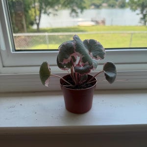 SPRING SALE - Variegated Strawberry Begonia Houseplants Saxifraga