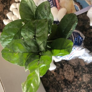 Reem added a photo of their purchase