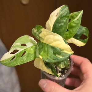 Hang added a photo of their purchase